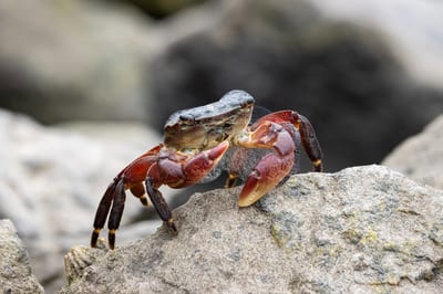Animals