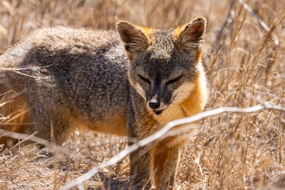Photographs from Mammals