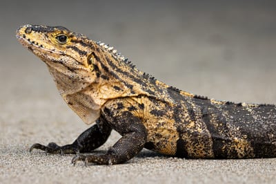Photographs from Reptiles & Small Creatures