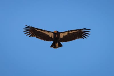 Photographs from Birds