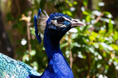 Animals