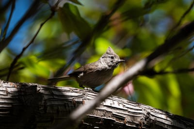 Oak Titmouse
