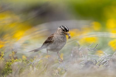 White-crowned Sparrow