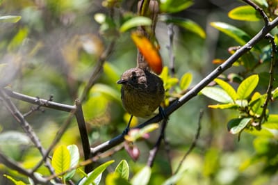 Wrentit