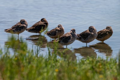 Dowitchers