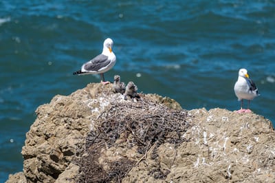 Western Gull