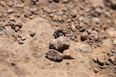 Jumping Spider