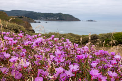 Mori Point
