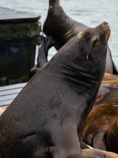 Pier 39