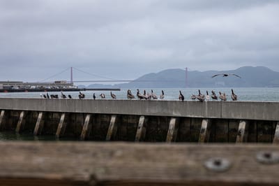 Pier 39 (San Francisco)