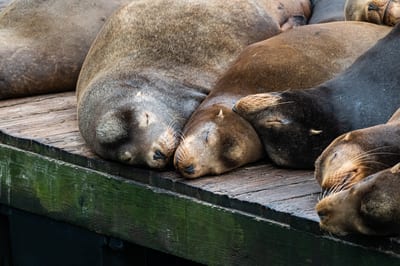 Pier 39
