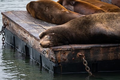 Pier 39