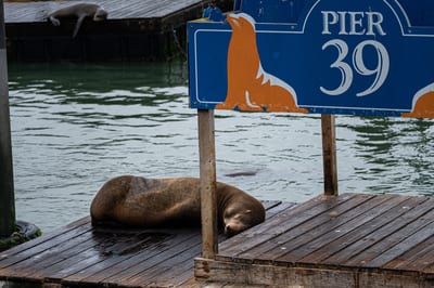 Pier 39 (San Francisco)
