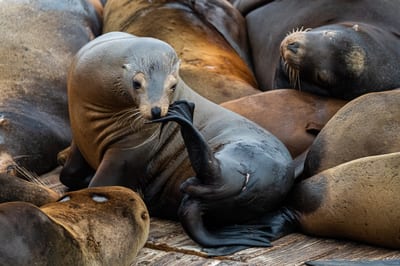 Pier 39