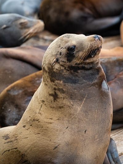 Pier 39