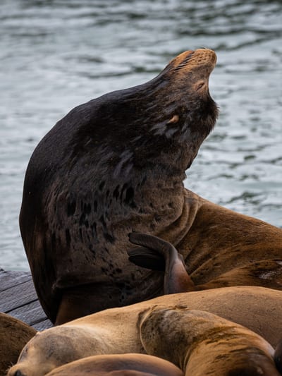 Pier 39