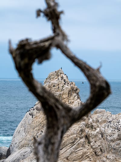 Point Lobos