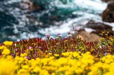 Point Lobos
