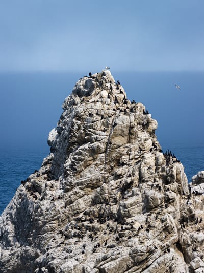 Point Lobos