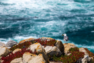 Point Lobos