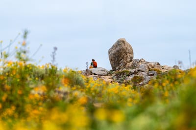 Point Lobos