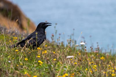 Common Raven