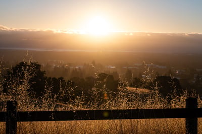 Stanford Dish
