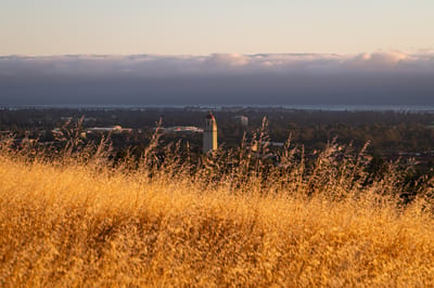 Stanford Dish
