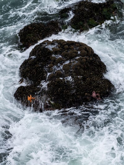 Ochre Sea Stars